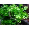 Choix des plantes PRJ + Crevettes Microsorum-pteropus-windelov