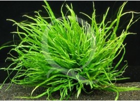 Microsorum Pteropus Narrow leaf
 Présentation de la plante-En pot