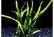 Microsorum Pteropus Narrow leaf