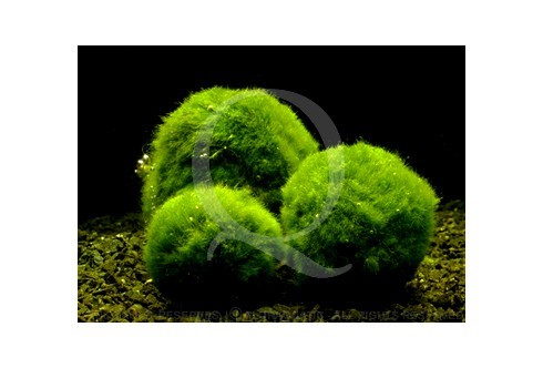 3 Boules  D' algues daquarium  diamètre de 4 à 5 cm boules de mousses