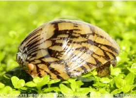 Septaria porcellana - Abalone snail