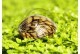 Septaria porcellana - Abalone snail