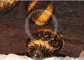 Neritina sp. Batik snail