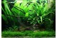 Layout 63 (100L) by Tropica