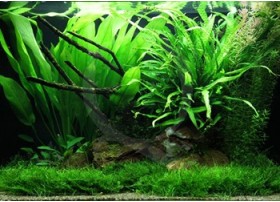 Layout 63 (100L) by Tropica