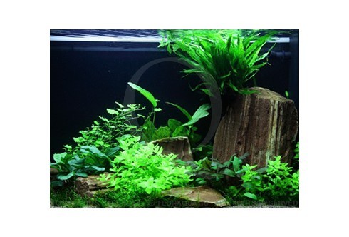Layout 60 (125L) by Tropica