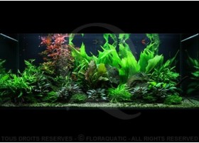 Layout 48 (300L) by Tropica