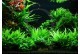 Layout 47 (100L) by Tropica