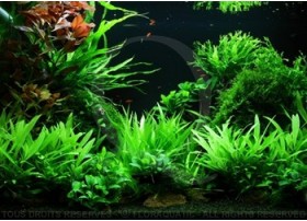Layout 47 (100L) by Tropica