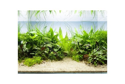 Layout 46 (200L) by Tropica