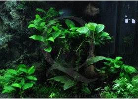 Layout 39 (30L) by Tropica