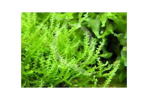 Plagiomnium Affine - Mini Pearl Moss