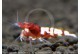 Caridina cf. cantonensis - Pinto Bee Red
