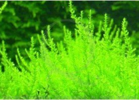 Vesicularia Reticulata - Erect Moss