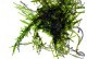 Taxiphyllum Alternans - Mini Taiwan Moss