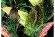 Echinodorus Green Flame