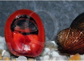 Neripteron violacea - Red Lips Snails