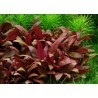 Choix des plantes PRJ + Crevettes Alternanthera-reineckii-var-mini
