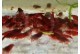 Neocaridina heteropoda - Bloody Mary