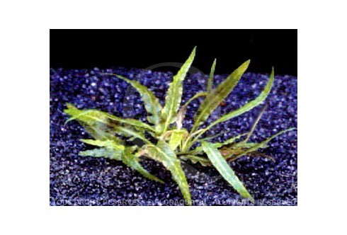 Plante in vitro - Cryptocoryne Pygmaea