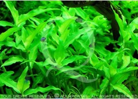 Plante in vitro - Floscopa scadens 