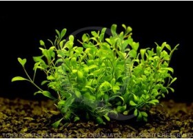 Plante in vitro - Glossostigma Elatinoides