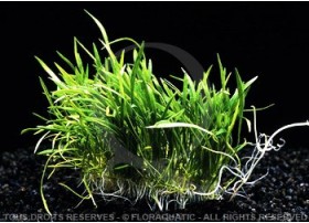 Plante in vitro - Lilaeopsis Novae Zelandiae