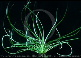Littorella uniflora - plante in vitro