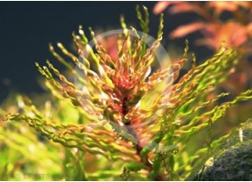 Plante in vitro - Ludwigia Inclinata Curly