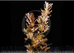 Plante in vitro - Ludwigia Inclinata Crystal