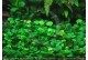 Plante in vitro - Marsilea Angustifolia