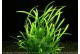 Plante in vitro - Sagittaria Subulata