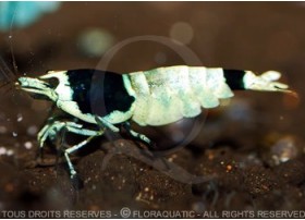 Caridina cf. cantonensis - Taiwan Bee Mosura Black