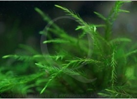 Fontinalis Duriae – Willow Duriae Moss 