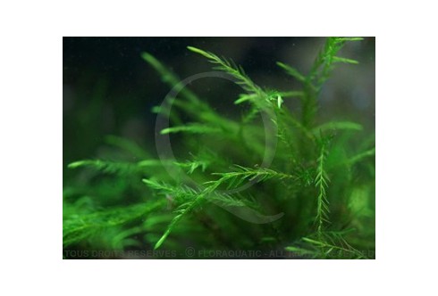 Fontinalis Duriae - Willow Duriae Moss 