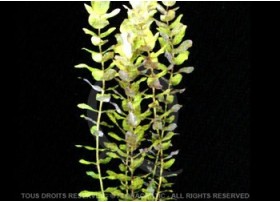 Plante in vitro - Rotala Macrandra Green