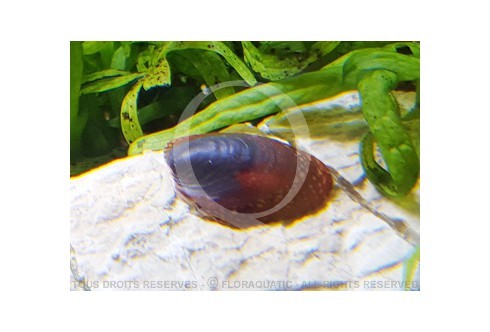 Septaria sp Red - Abalone snail Red