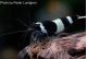 Lot de 5 : Caridina cf. cantonensis - Taiwan Bee Black