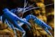 Procambarus alleni bleue