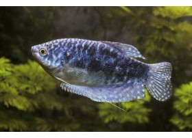 Gourami Cosby, Bleu marbré, 4-5cm