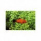 Platy, Wagtail rouge, 3,5-4cm
