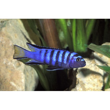 Pseudotropheus Elongatus Mpanga, Bleu et jaune, 5-6cm