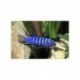 Pseudotropheus élongatus Neon Spot, bleu, 4-5cm