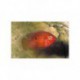 Cichlidé-bijou rouge-sang, 4-5cm