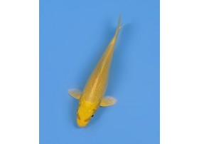 Carpe Koï, Yellow Ogon, 13-15cm