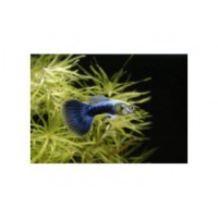 Guppy mâle moscou bleu