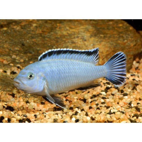Pseudotropheus socolofi, Bleu, 3-4cm