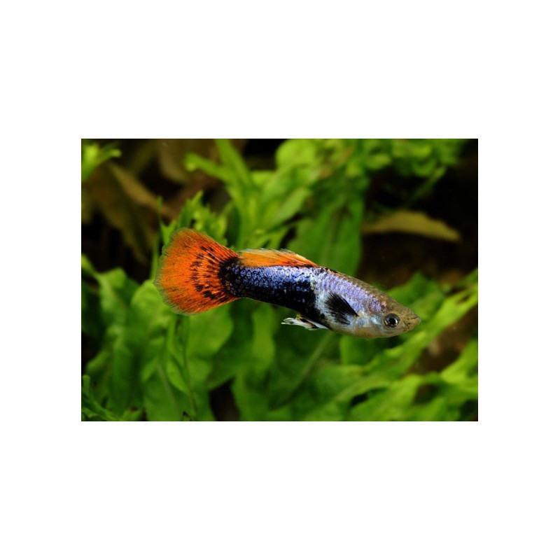 Le guppy en aquarium (Poecilia reticulata), Poissons d'ornement, Blog