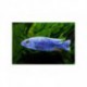 Haplochromis bleu électrique, bleu, 6-7cm
