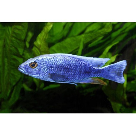 Haplochromis bleu électrique, 6-7cm